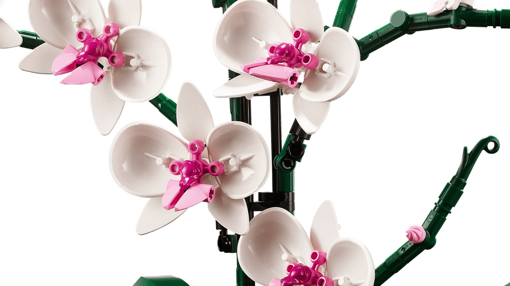Orchidee