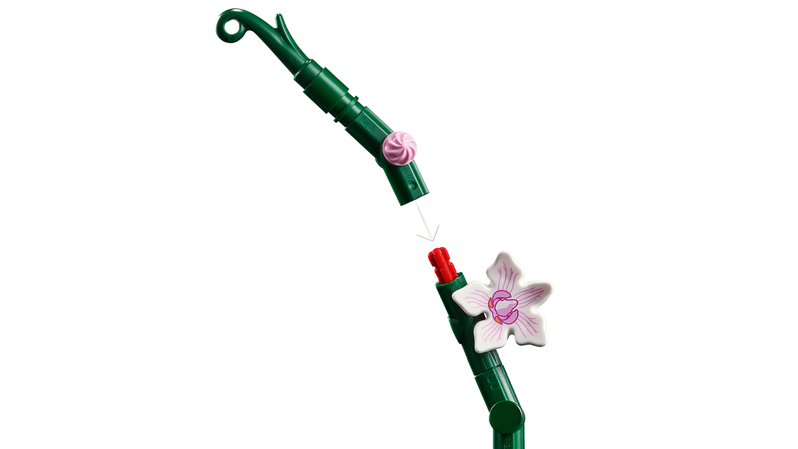 Orchidée