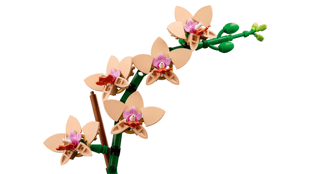 Mini Orchid