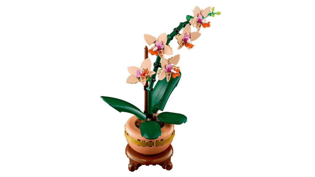 Mini Orchid