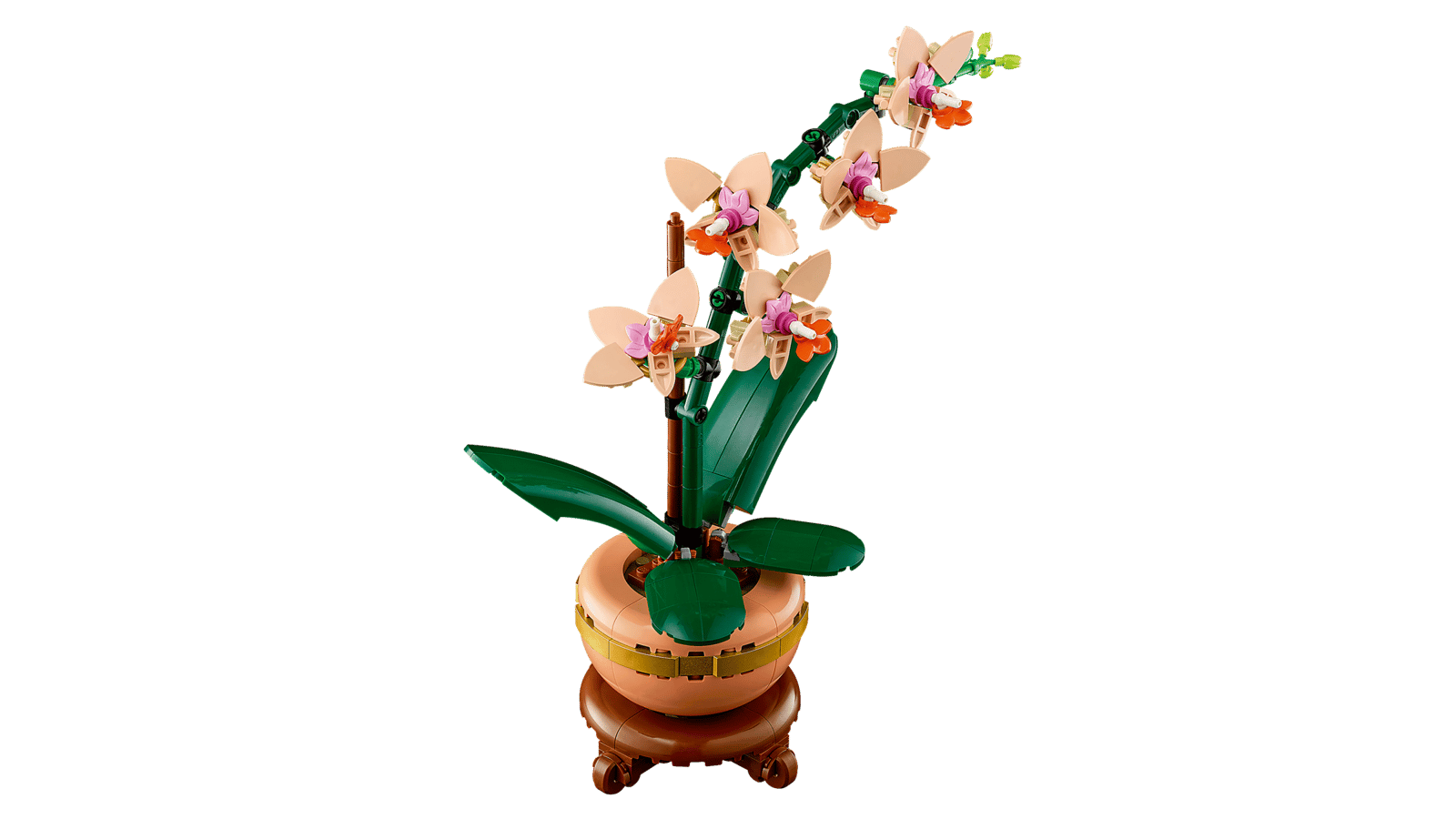 Mini Orchid