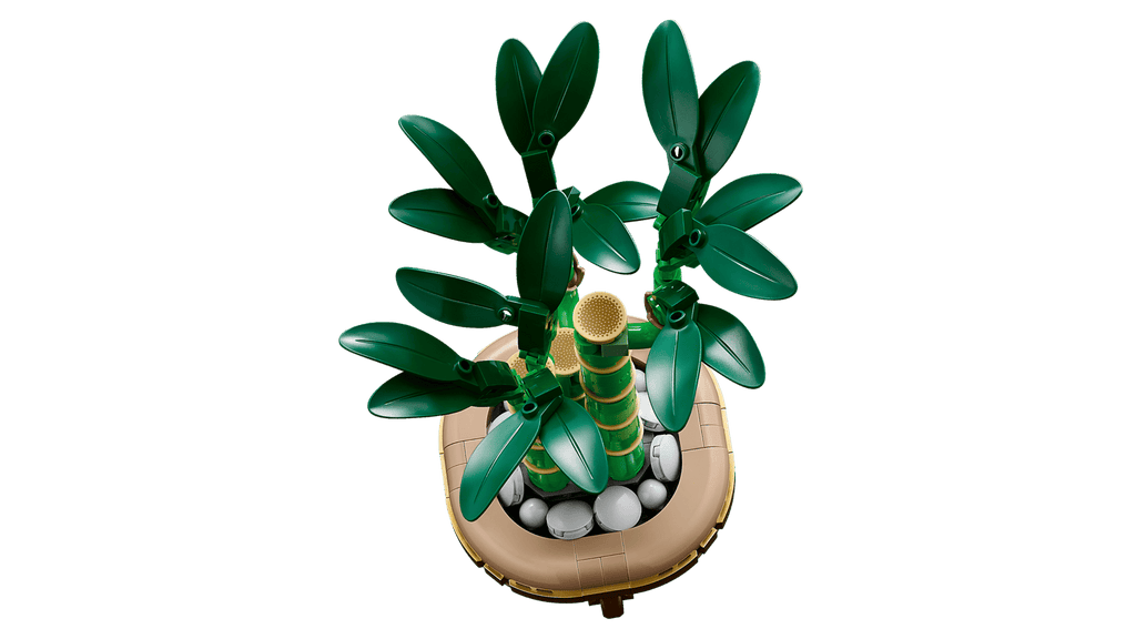 Lucky Bamboo