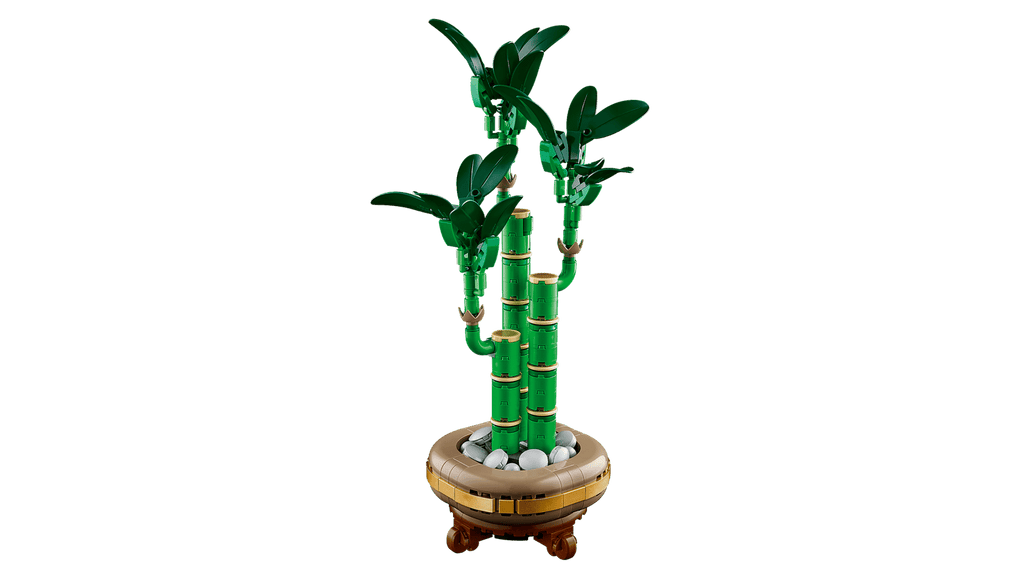 Lucky Bamboo