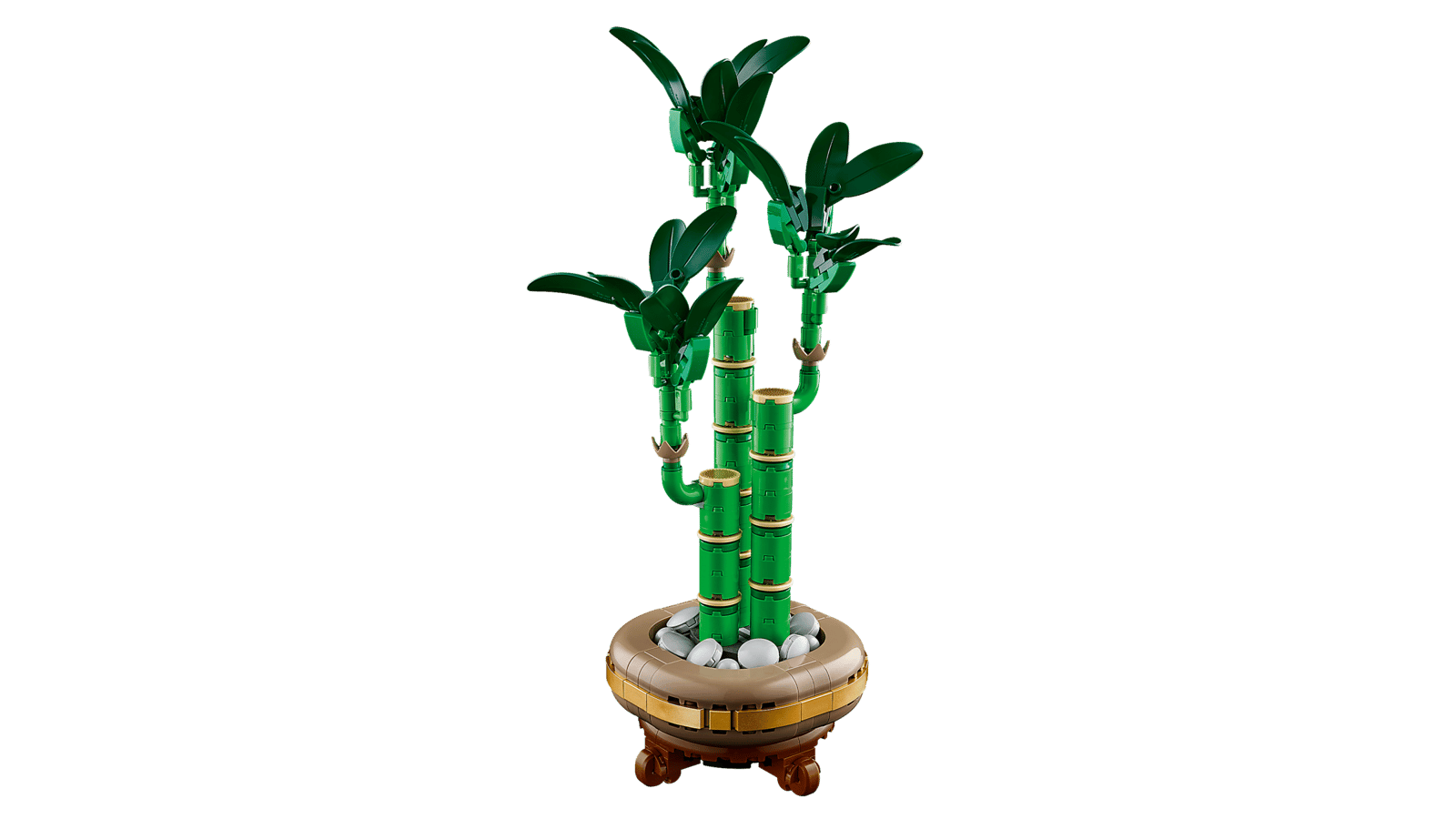 Lucky Bamboo