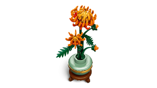Chrysanthème