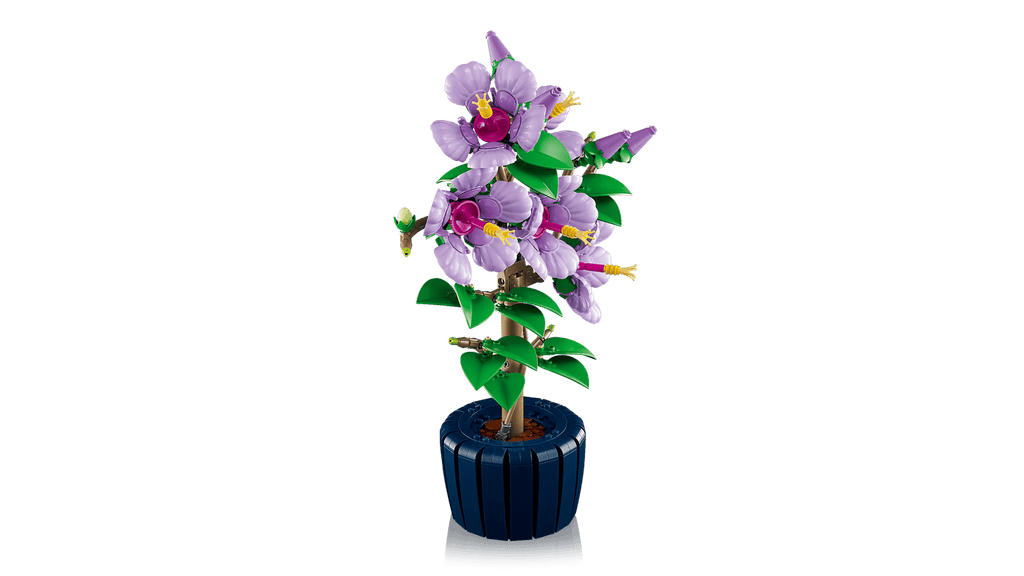 Hibiscus