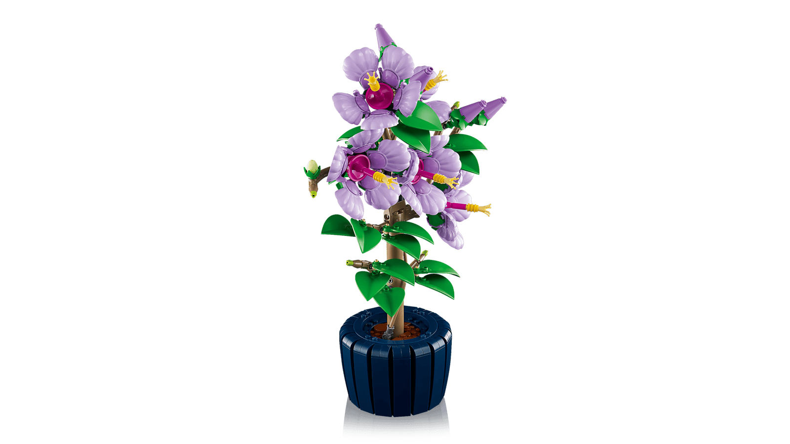 Hibiscus