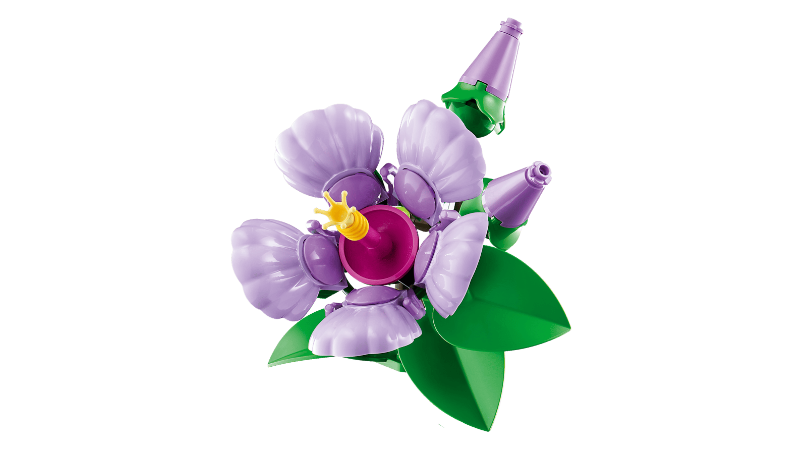 Hibiscus