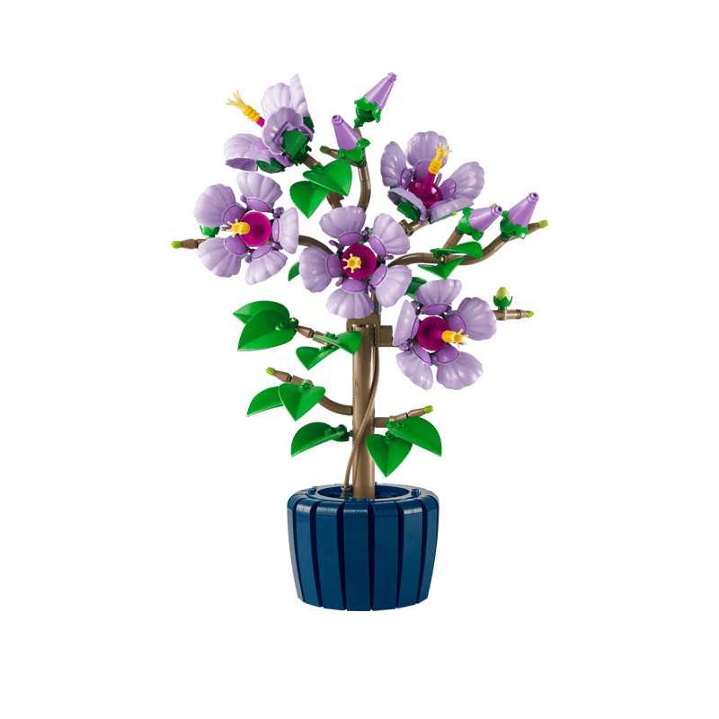 Hibiscus