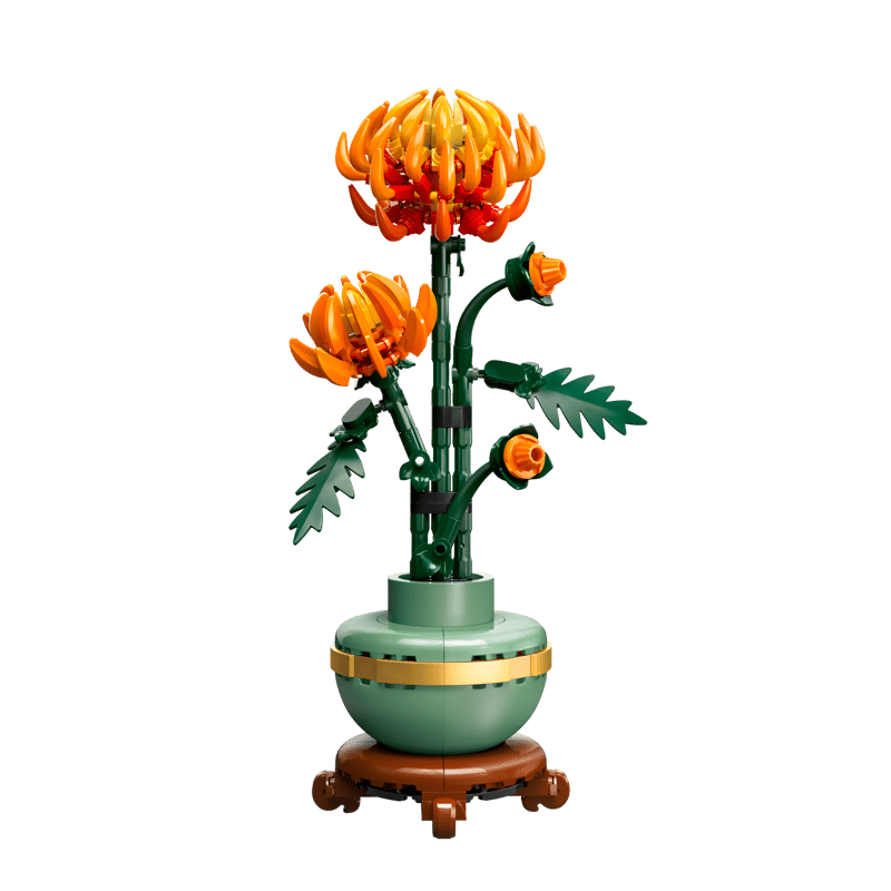 Chrysanthème
