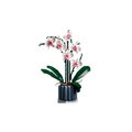 Orchidee