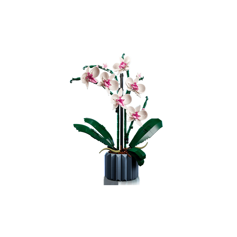 Orchidée