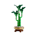 Lucky Bamboo