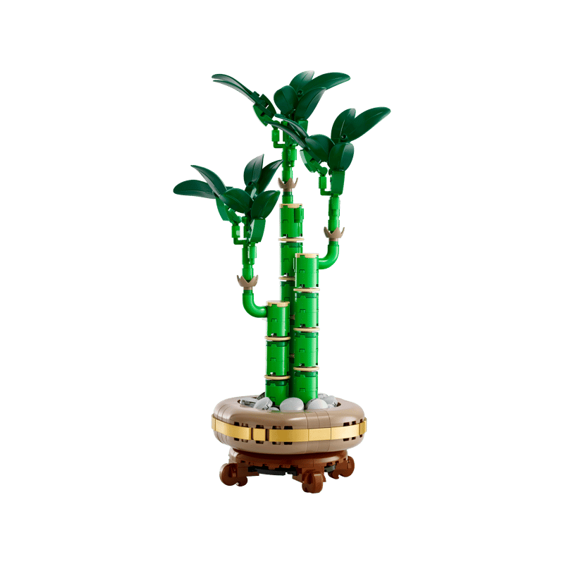 Lucky Bamboo